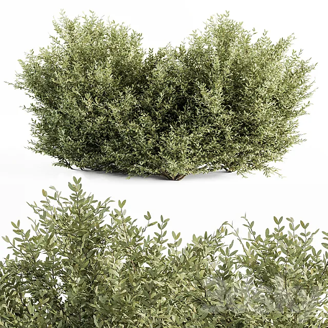 Buxsus Leaf Bush - Bush Set 27 3DModel