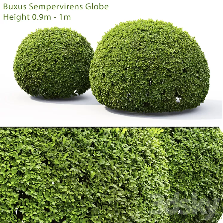 Buxus 3D Model