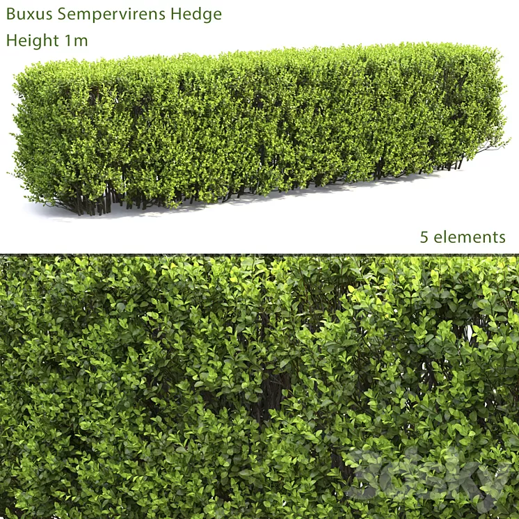 Buxus 3D Model