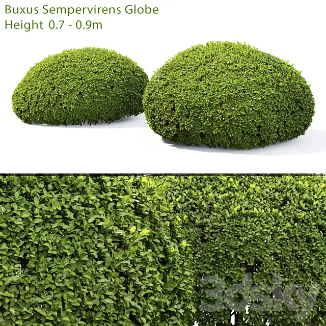 Buxus 3D Model