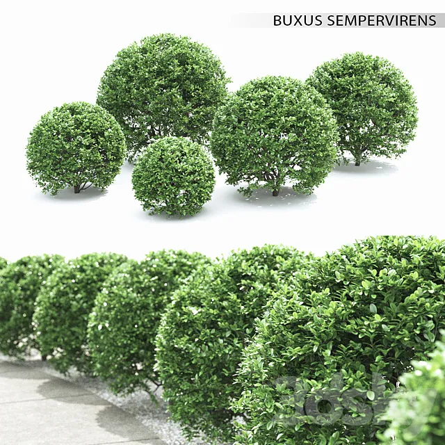 Buxus 3D Model