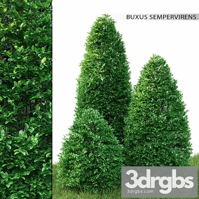 Buxus 3D Model Free