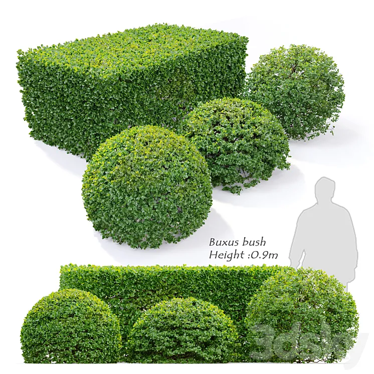 Buxus 3D Model Free