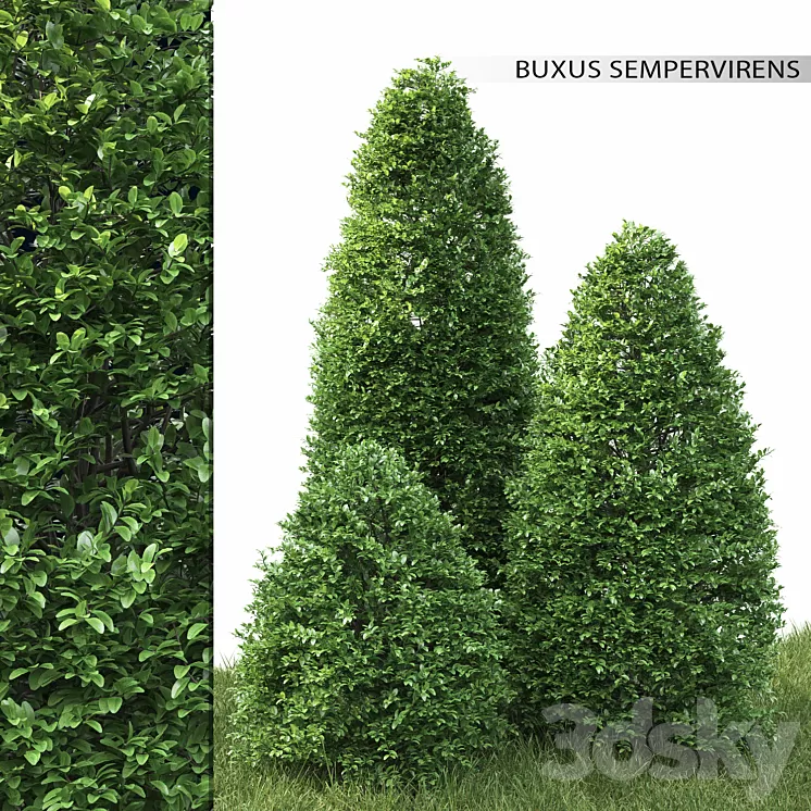 Buxus 3D Model