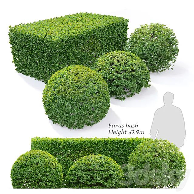 Buxus 3DModel