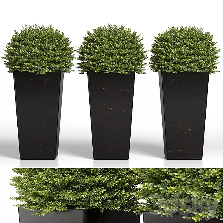 Buxus sempervirens in modern planters 3D Model Free