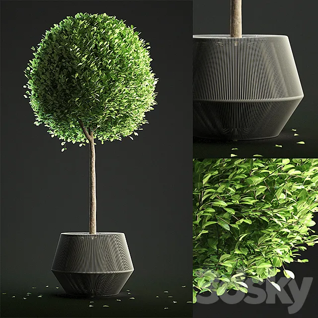 Buxus Sempervirens in Pot 3DModel