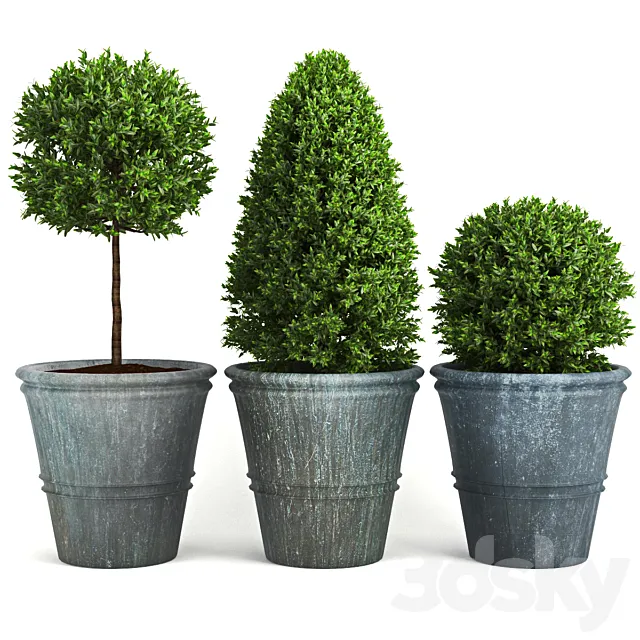 Buxus_two 3DModel