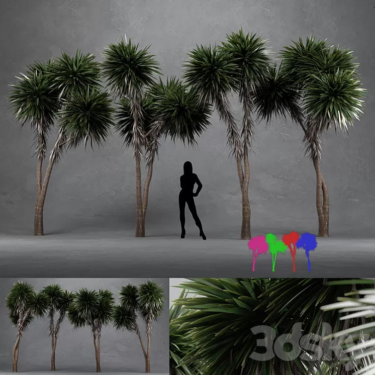 Cabbage Tree - Cordyline Australis - Large01 3D Model