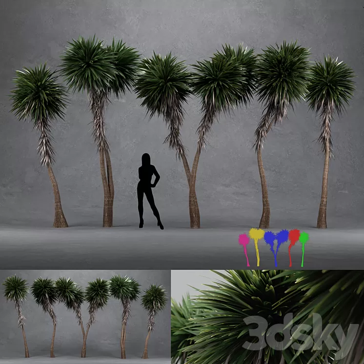 Cabbage Tree - Cordyline Australis - Large02 3D Model