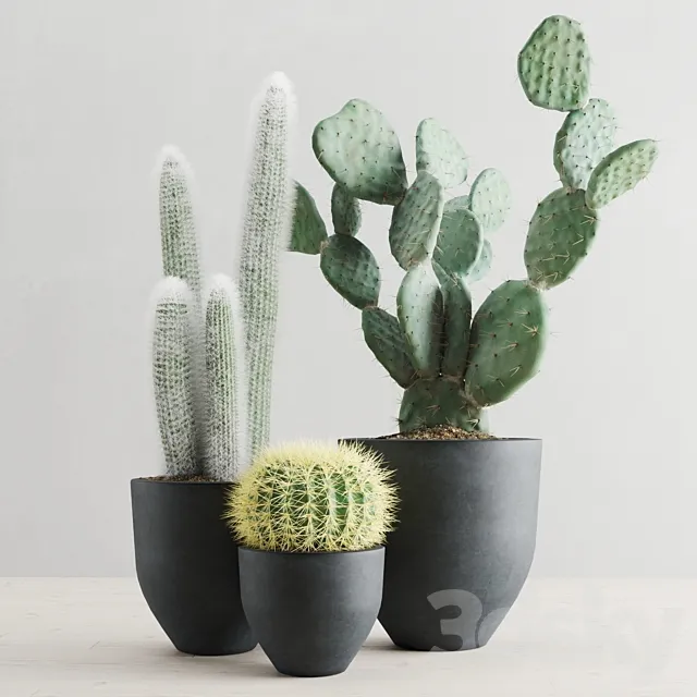 Cacti in concrete pots 3D Model