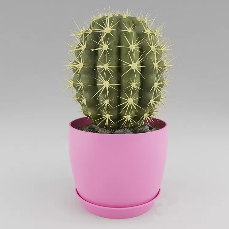 Cactus 3D Model