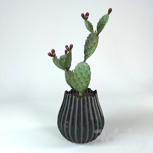 Cactus 3DModel