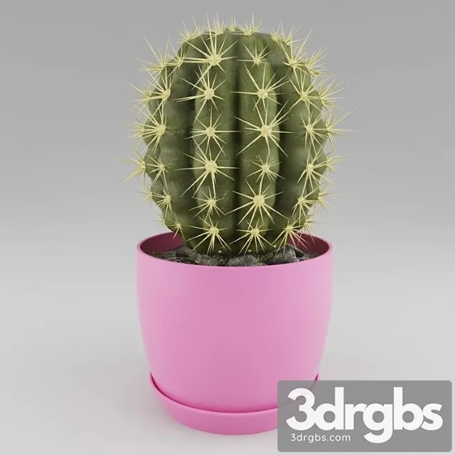 Cactus 9 3D Model Free