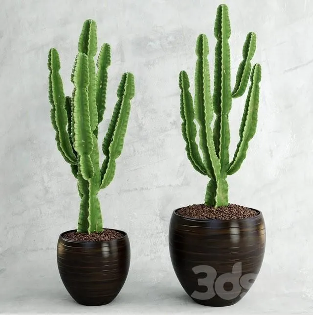 Cactus Euphorbia ingens 3D Model