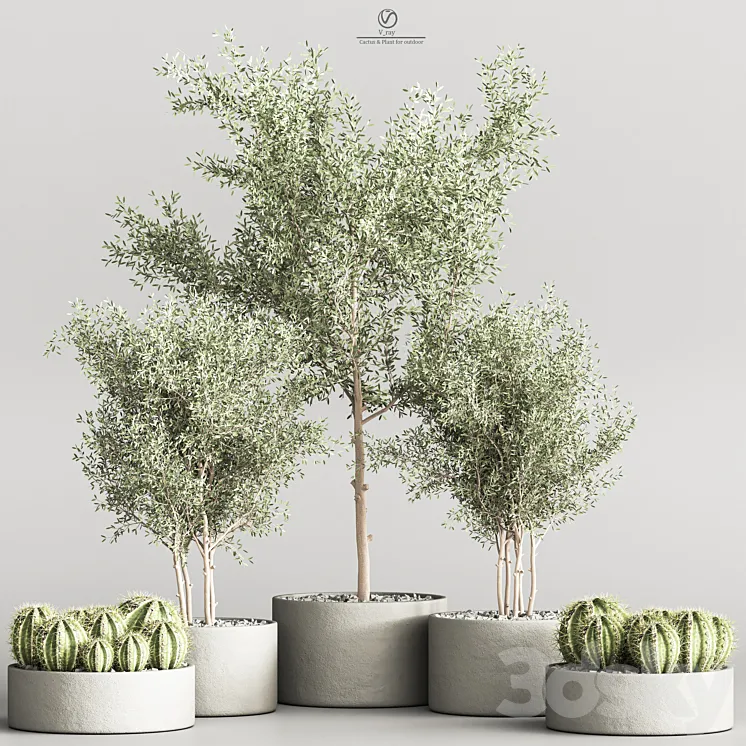 Cactus & Plant indoor vray 3D Model Free