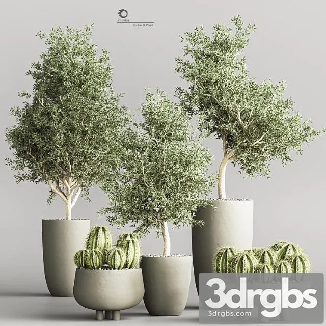 Cactus & plant vol 03