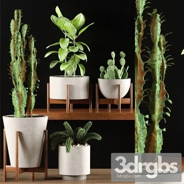 Cactus Pots Set 2 3D Model Free