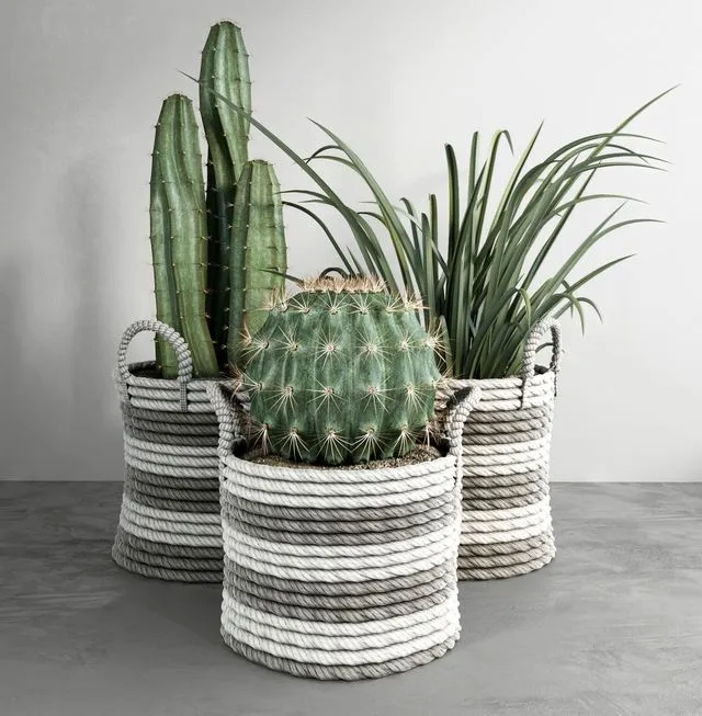 Cactus set Free Download