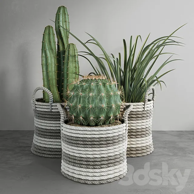 Cactus set 3D Model