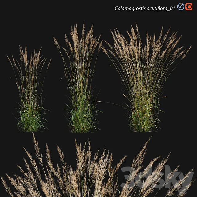 Calamagrostis acutiflora_01 3D Model