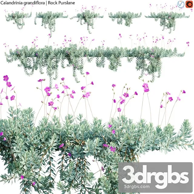 Calandrinia Grandiflora Rock Purslane 02 3D Model Free