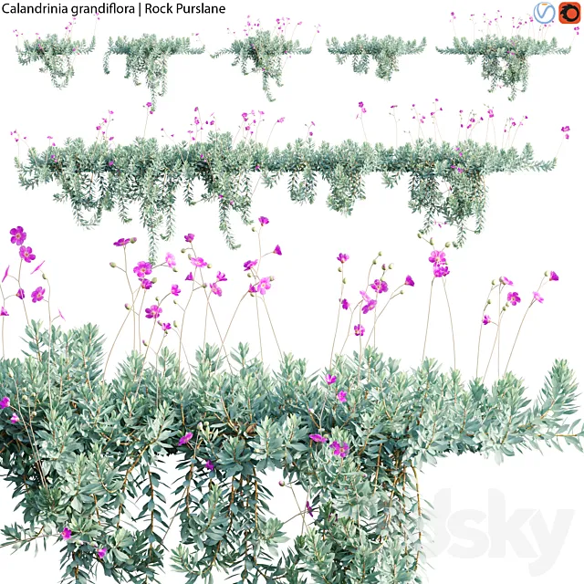 Calandrinia grandiflora - Rock Purslane - 02 3D Model