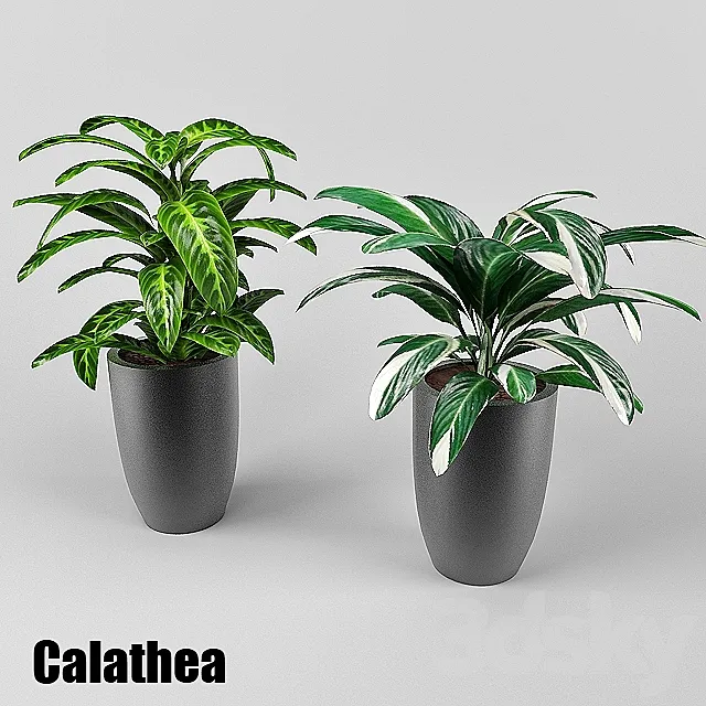calathea 3D Model
