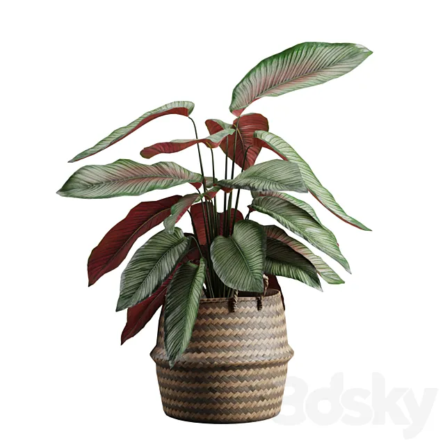 Calathea Ornata in Basket 3D Model