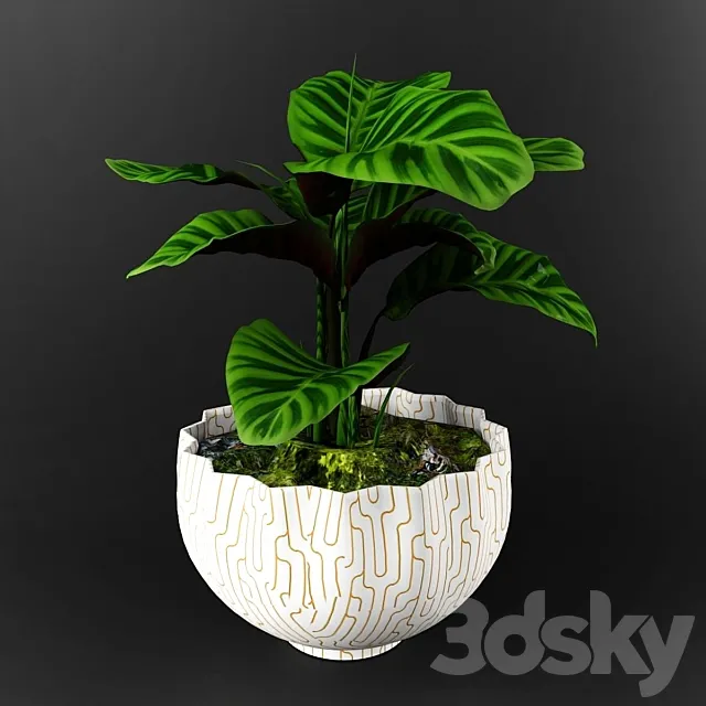Calathea zebrina 3D Model