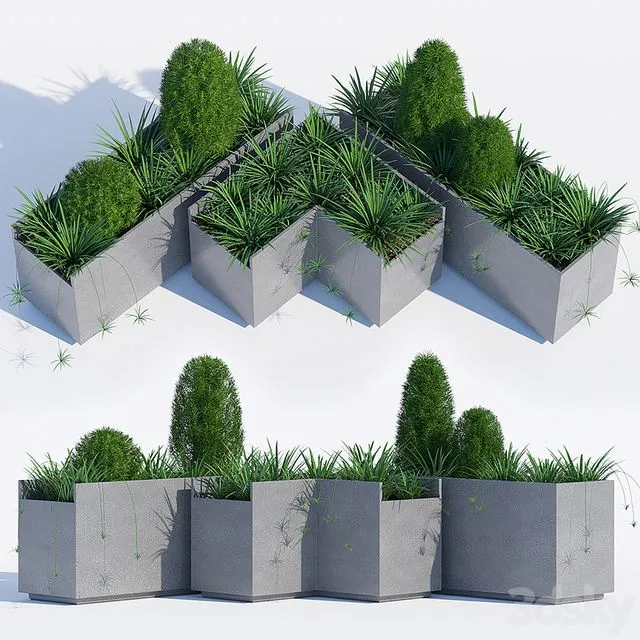 California plant outdoor 3D Model