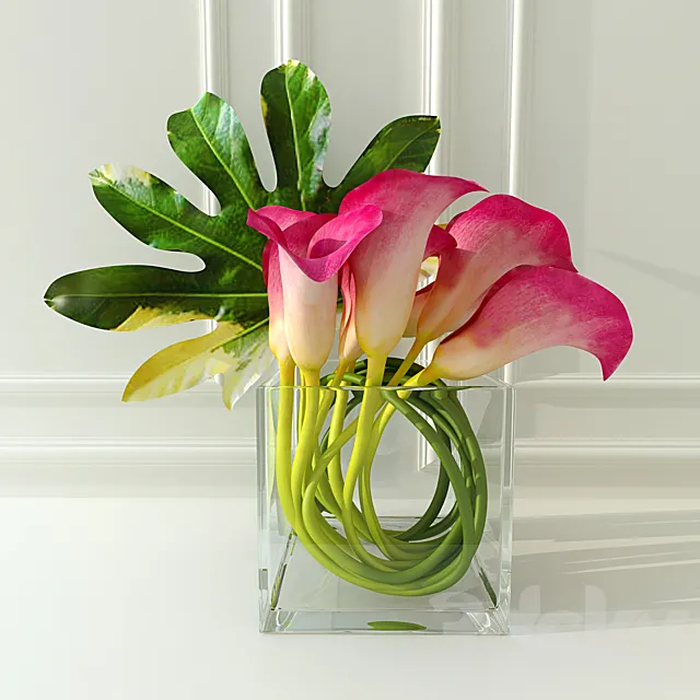 Calla lilies Free Download