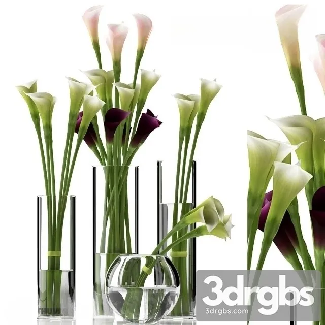 Calla Lilly 2 3D Model Free