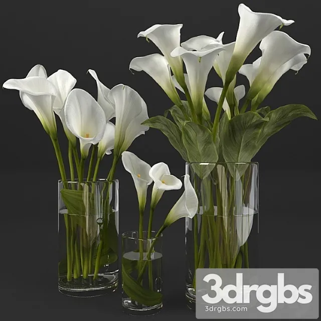 Calla Lily 12 3D Model Free