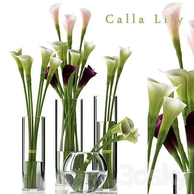 CALLA LILY 2 3DModel