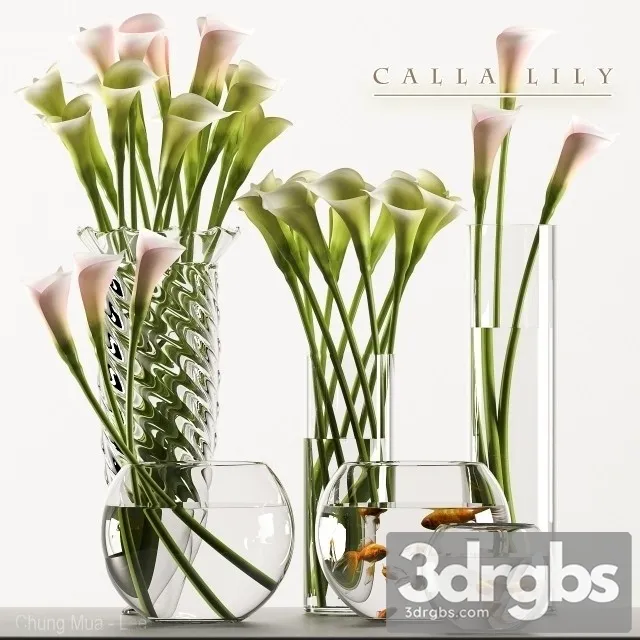 Calla Lily 3 3D Model Free