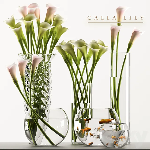 CALLA LILY 3 3DModel