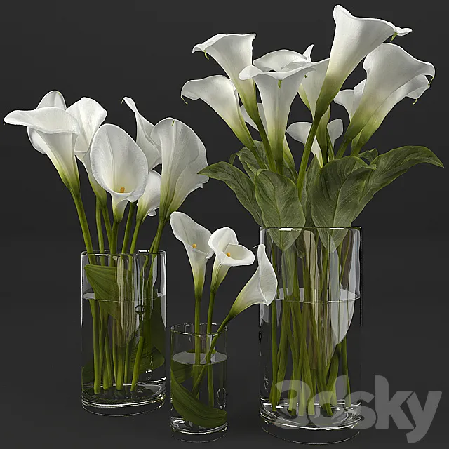 Calla lily 3D Model
