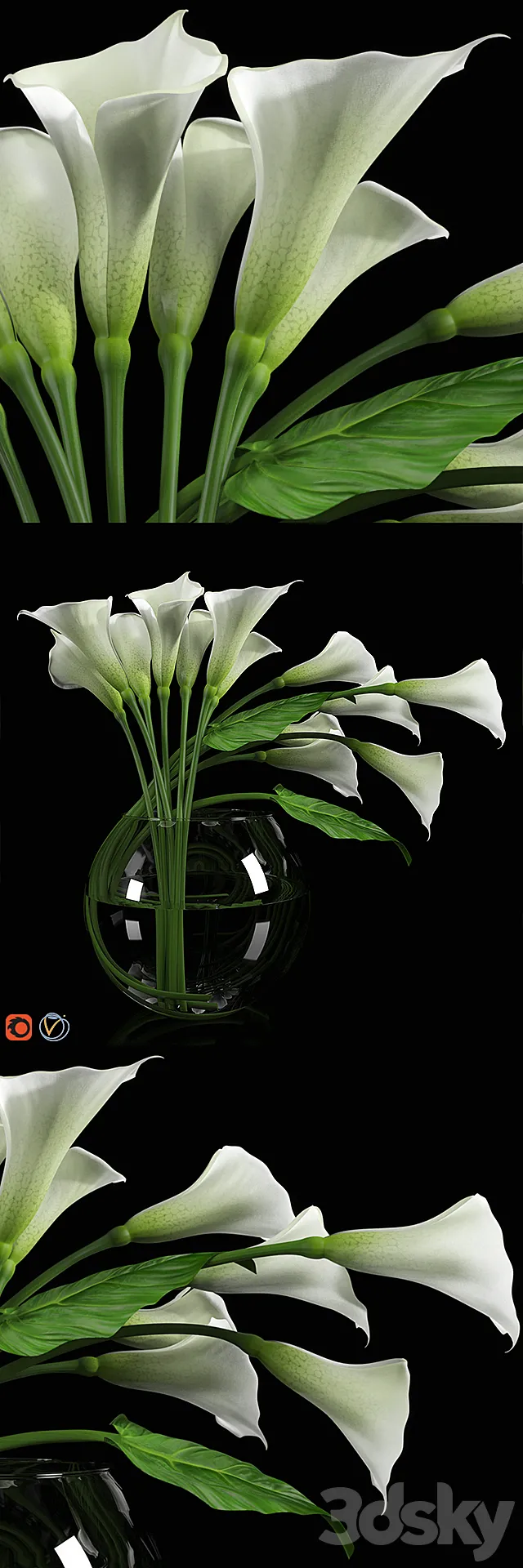 Calla Lily 3DModel