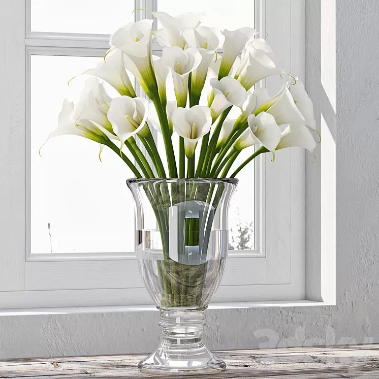 Calla Lily 4