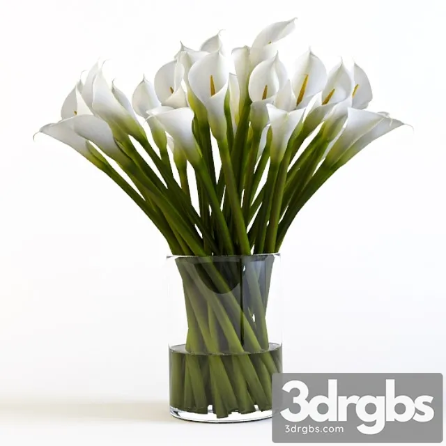 Callas 3D Model Free