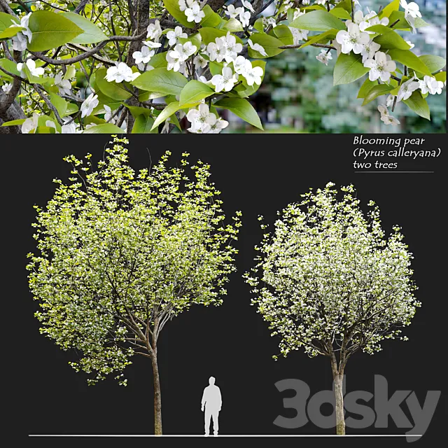 Callery pear (pyrus calleryana) 3D Model