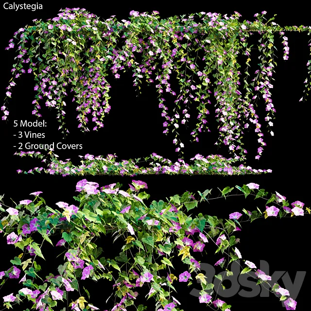 Calystegia # 2 3D Model