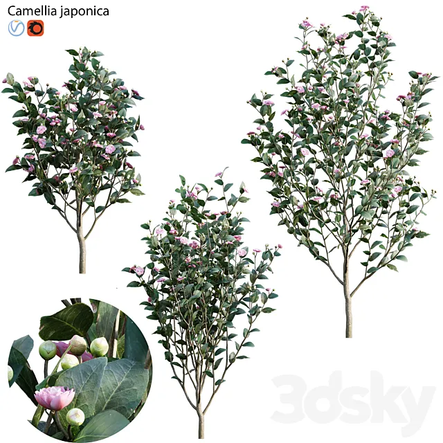 Camellia japonica - Japanese camellia 02 3D Model
