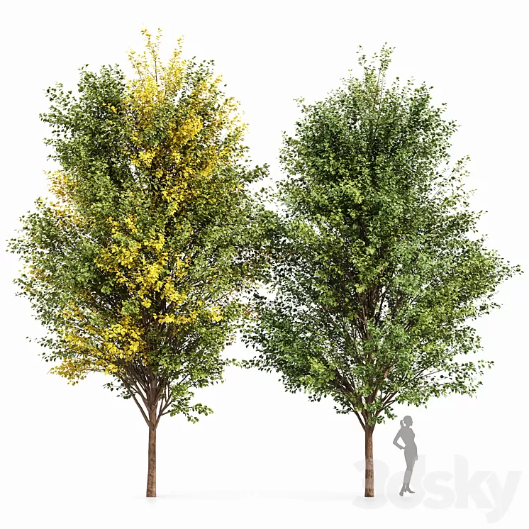 Canadian Poplar 2 Trees 3D Model