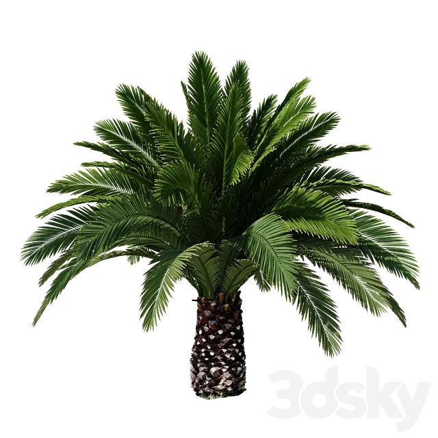 Canarian date Phoenix Canariensis V5 February+December Free Download