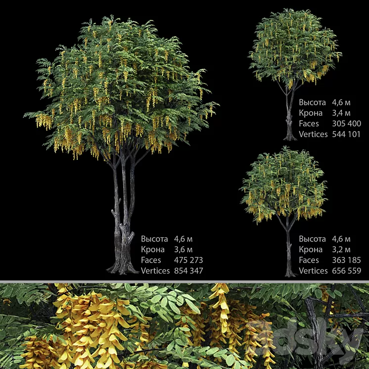 Caragana (yellow acacia) 3D Model
