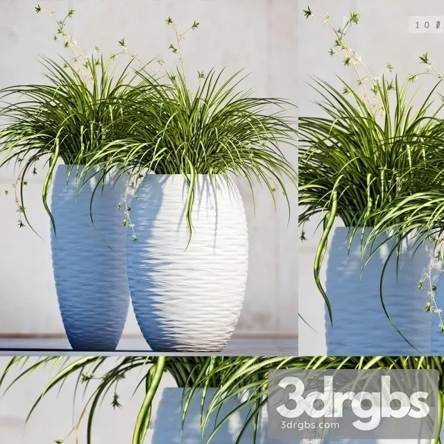 Carex Morrowii 3D Model Free