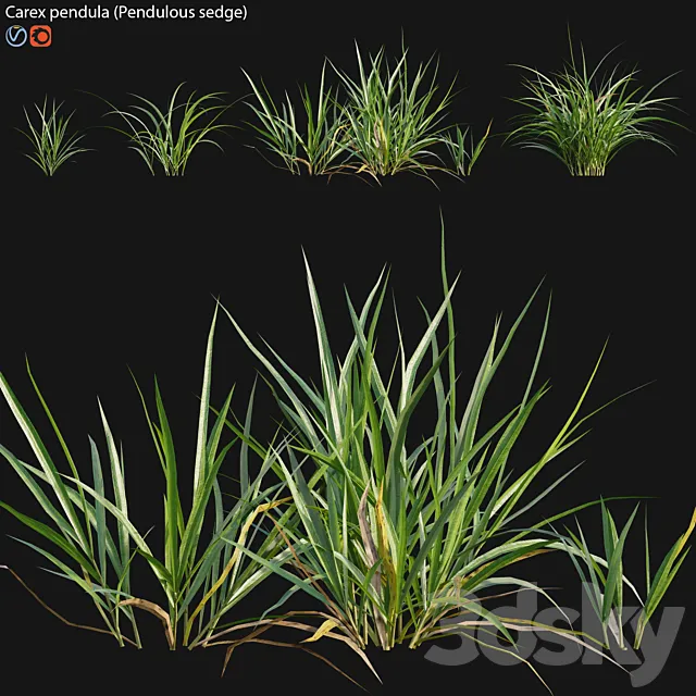 Carex pendula – Pendulous sedge -01 3D Model