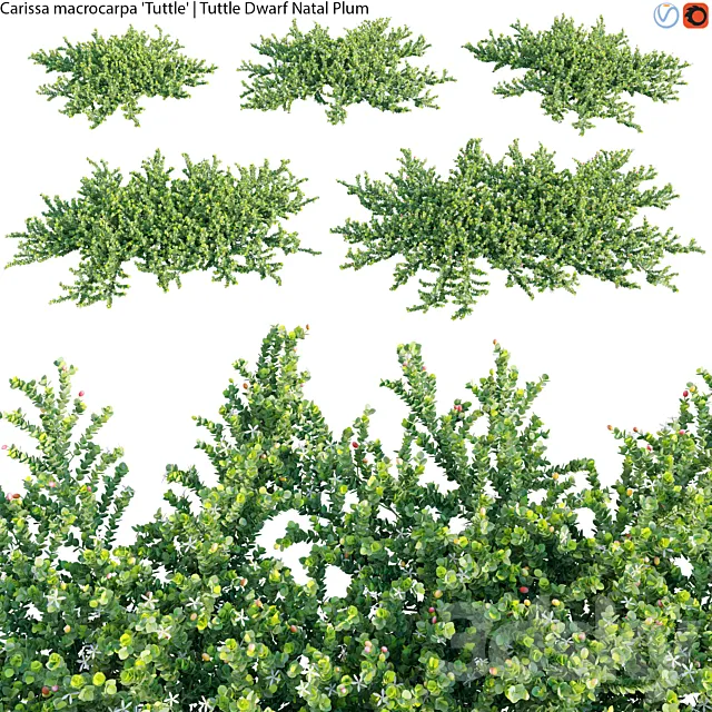 Carissa macrocarpa - Tuttle Dwarf Natal Plum - 01 Free Download